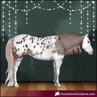 Horse Color:Liver Chestnut Splash Appaloosa 
