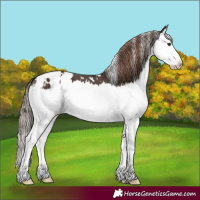 Horse Color:White Spotted Liver Chestnut Splash Appaloosa 