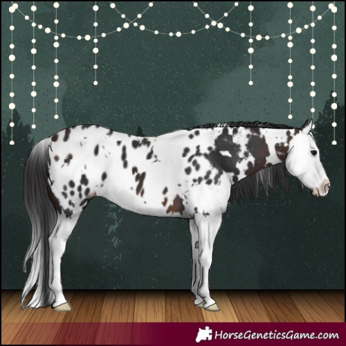 Horse Color:White Spotted Brown Splash Appaloosa