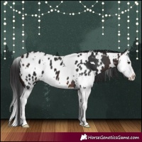 Horse Color:White Spotted Brown Splash Appaloosa 