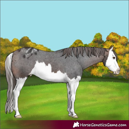 Horse Color:Brown Splash Appaloosa