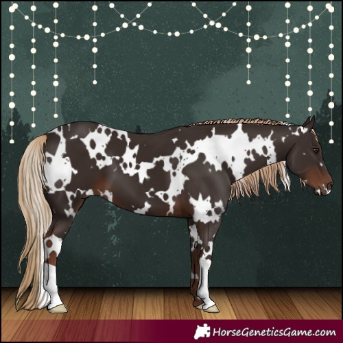 Horse Color:White Spotted Liver Chestnut 