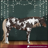 Horse Color:White Spotted Liver Chestnut