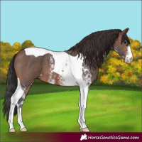 Horse Color:Brown Sabino Tobiano 