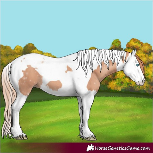 Horse Color:Gold Champagne Splash Tobiano 