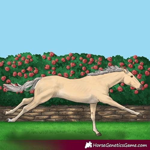 Horse Color:Palomino 