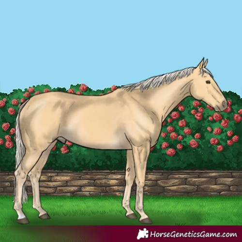 Horse Color:Palomino 