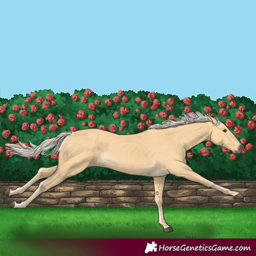 Horse Color:Palomino 
