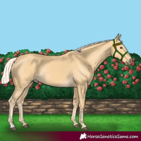 Horse Color:Palomino