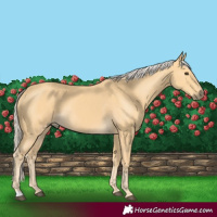 Horse Color:Palomino