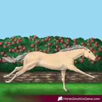Horse Color:Palomino