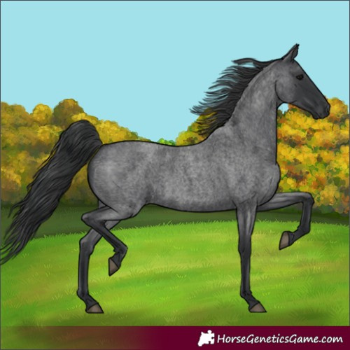 Horse Color:Blue Roan 