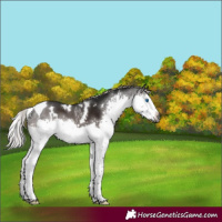 Horse Color:Gray White Spotted Silver Brown Splash Tobiano Rabicano 
