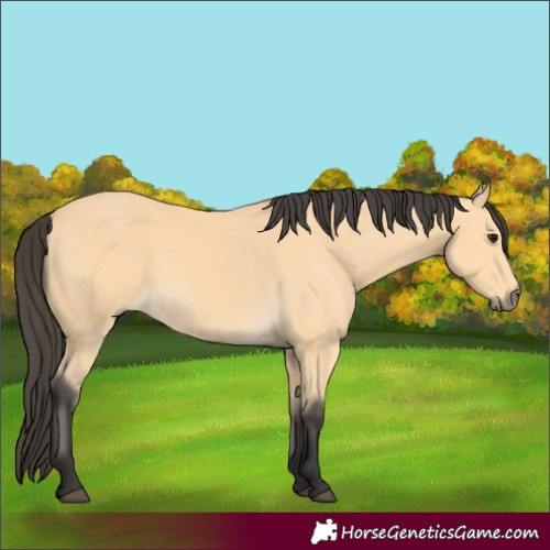 Horse Color:Buckskin 