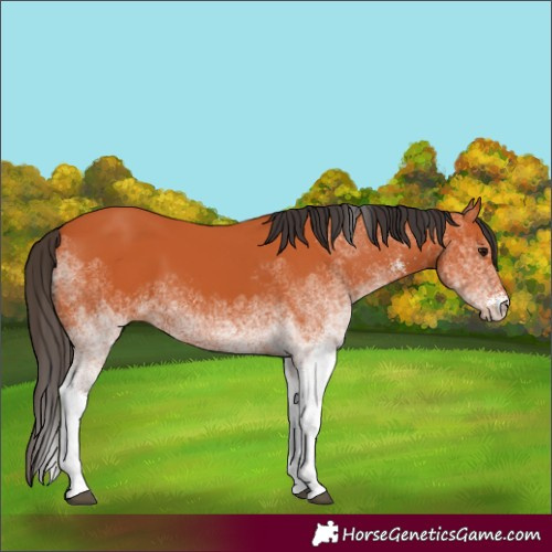 Horse Color:White Spotted Bay 