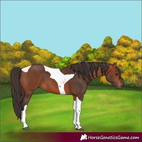 Horse Color:Bay Tobiano 