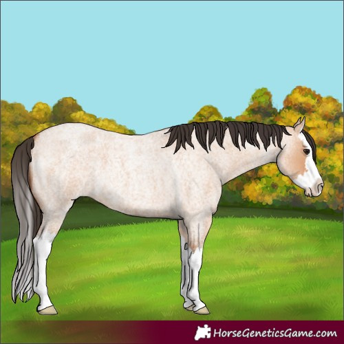 Horse Color:Bay Roan Dun Splash 