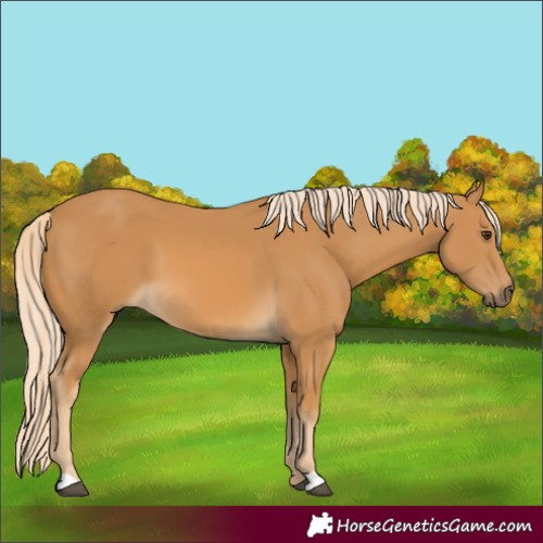 Horse Color:Palomino 