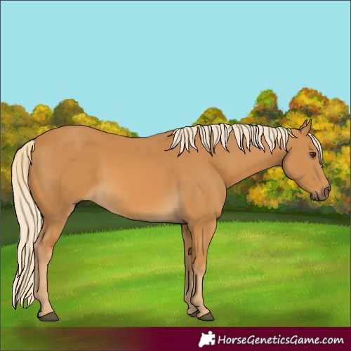Horse Color:Palomino 