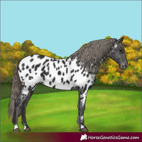 Horse Color:Smoky Black Appaloosa 