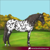 Horse Color:Smoky Black Appaloosa 