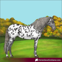 Horse Color:Smoky Black Appaloosa 