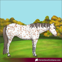 Horse Color:Bay Near Leopard
