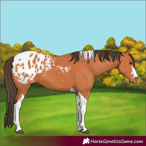 Horse Color:Bay Tobiano Appaloosa 