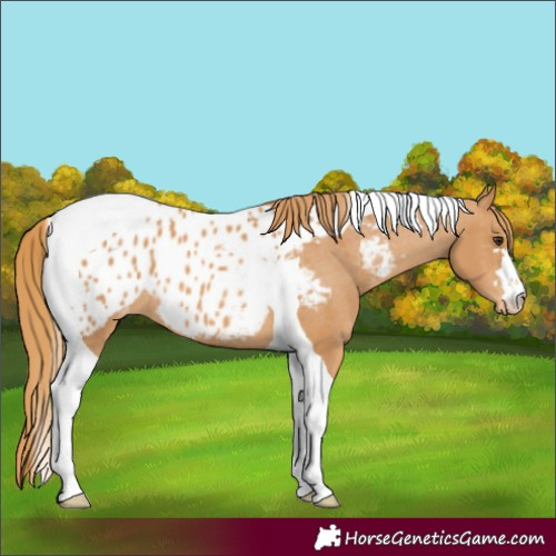 Horse Color:Chestnut Tobiano Appaloosa 