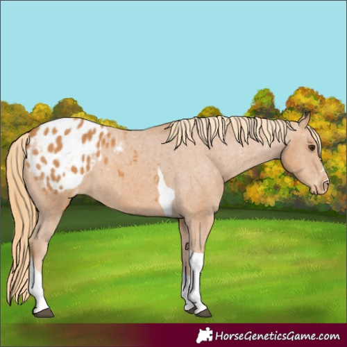 Horse Color:Chestnut Tobiano Appaloosa 