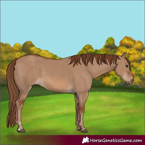 Horse Color:Red Dun 