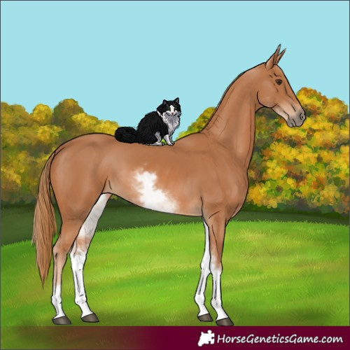 Horse Color:White Spotted Chestnut 
