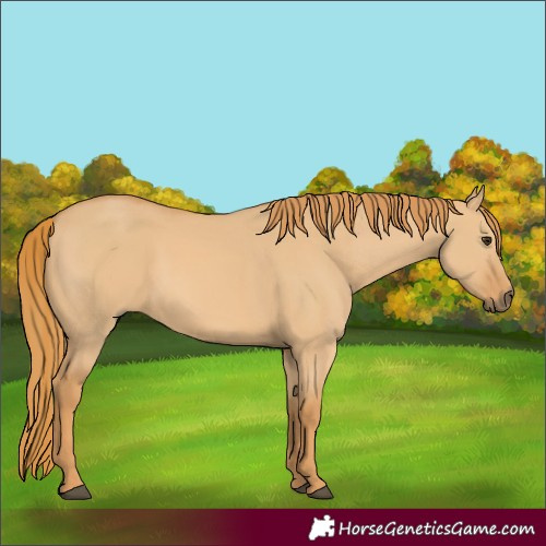 Horse Color:Red Dun 