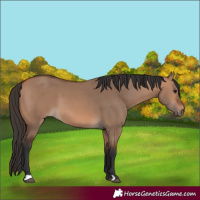 Horse Color:Bay Dun