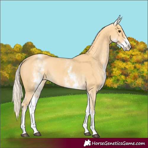 Horse Color:White Spotted Palomino 