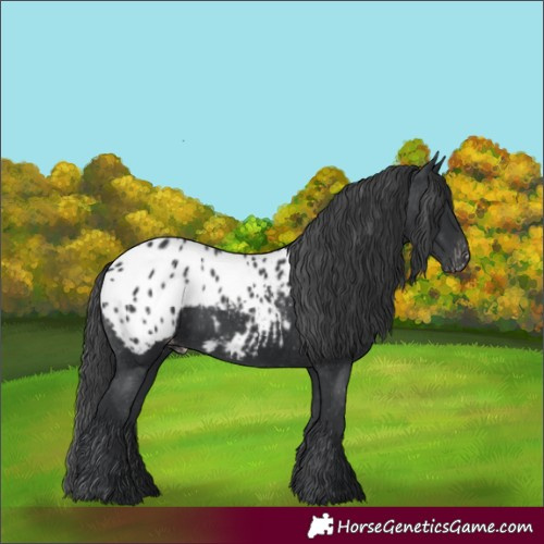 Horse Color:Black Appaloosa 