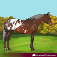 Horse Color:Silver Brown Appaloosa 