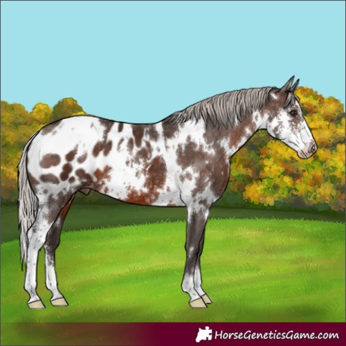 Horse Color:White Spotted Silver Brown Sabino Appaloosa 