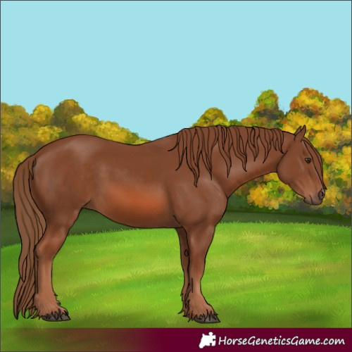 Horse Color:Chestnut 