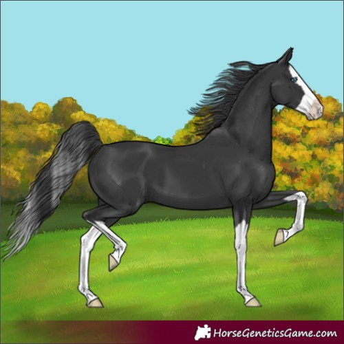Horse Color:Black Splash 