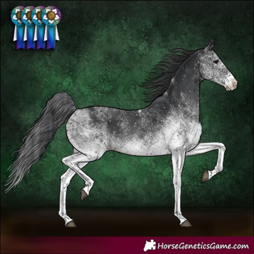 Horse Color:White Spotted Black Rabicano 