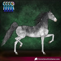 Horse Color:White Spotted Black Rabicano