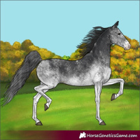 Horse Color:White Spotted Black Rabicano 