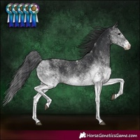 Horse Color:White Spotted Black Rabicano 
