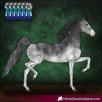 Horse Color:White Spotted Black Rabicano