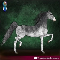 Horse Color:White Spotted Black Rabicano 