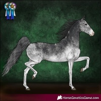 Horse Color:White Spotted Black Rabicano 