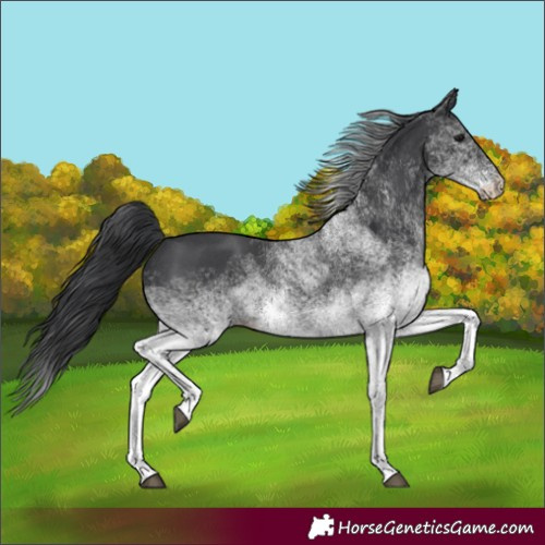 Horse Color:White Spotted Black 