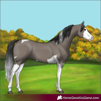 Horse Color:Grullo Splash Tobiano 