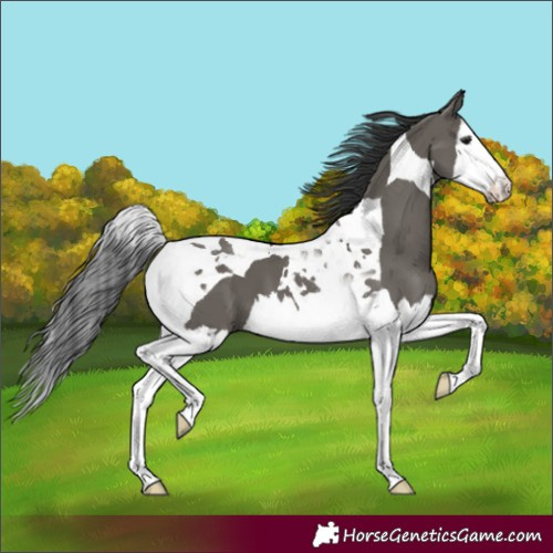 Horse Color:Grullo Splash Tobiano